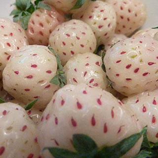 fragaria vesca anablanca